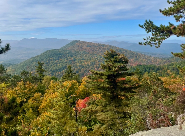 Fall tree canopy in Adirondacks 