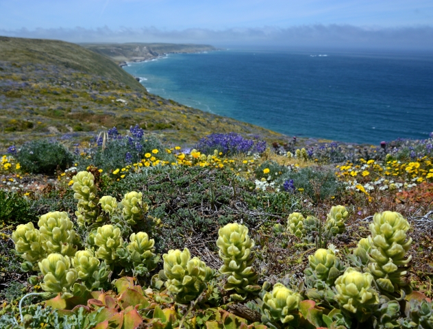 Channel Islands 