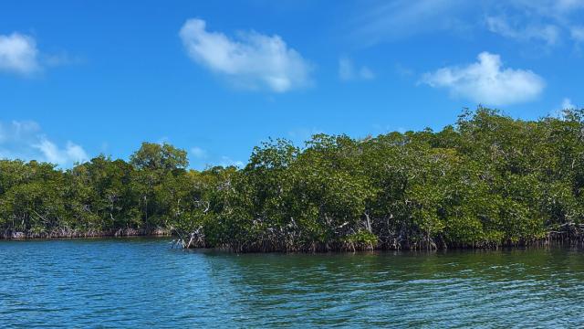Mangroves create a living coastline with blue-green coastal waters and a blue sky