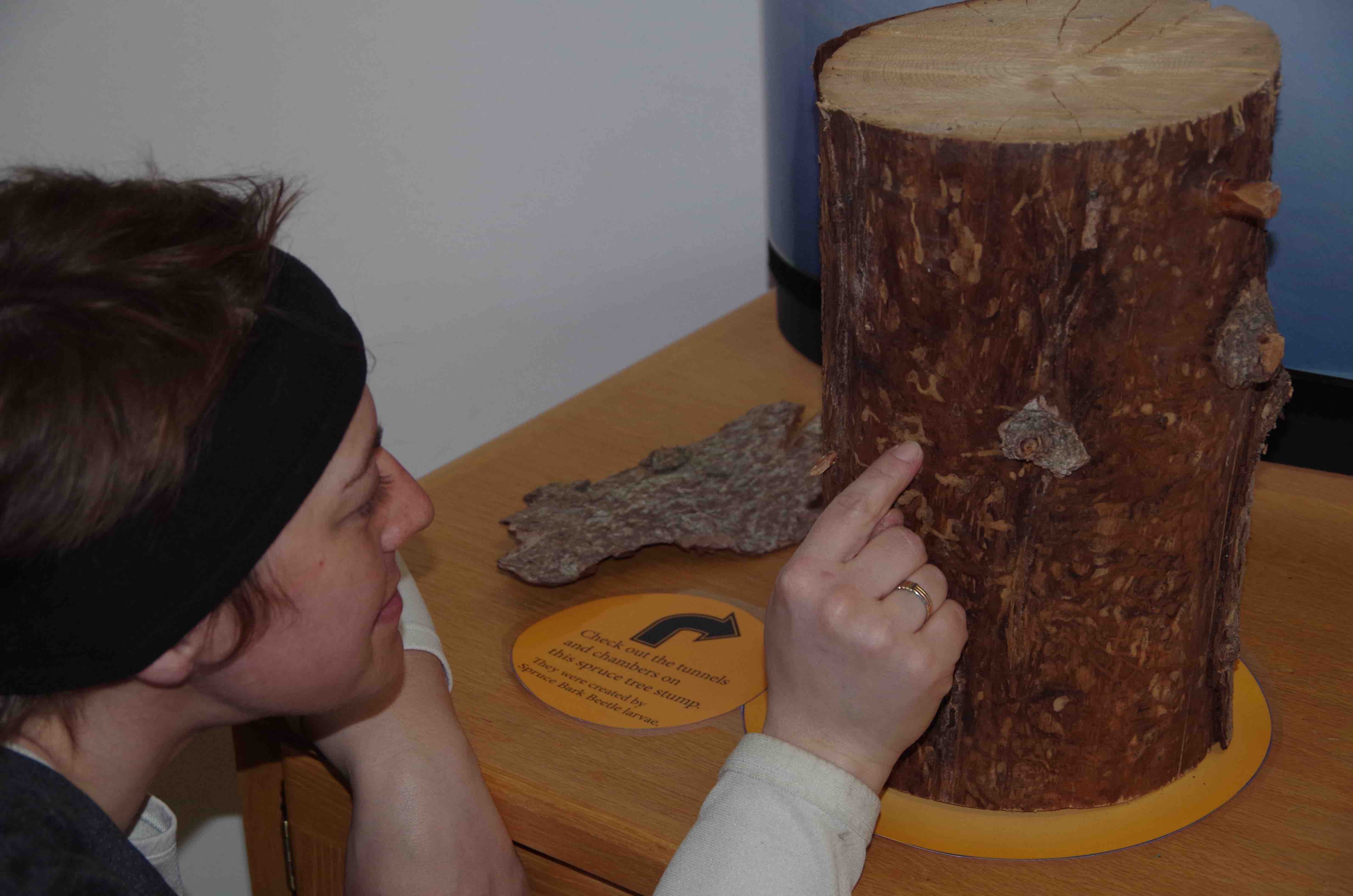 Checking out the Bark Beetle tunnels